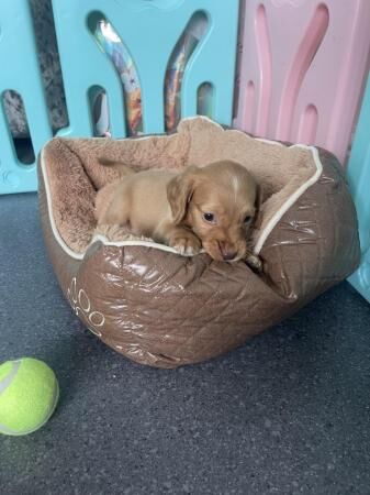 Stunning KC Cocker Spaniel Puppies for sale in Wickford, Essex - Image 4