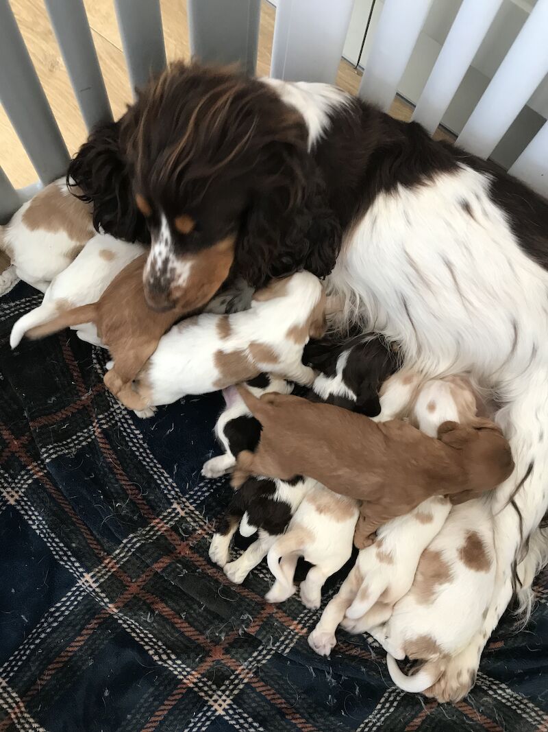 Kennel Club Registered Cocker Spaniel Puppies For Sale