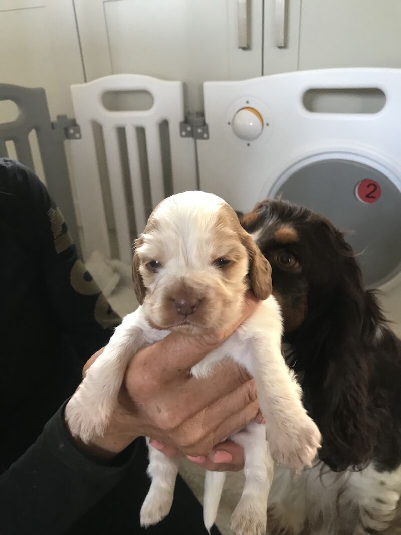 Stunning KC reg 5th generation puppies for sale in Staffordshire - Image 8