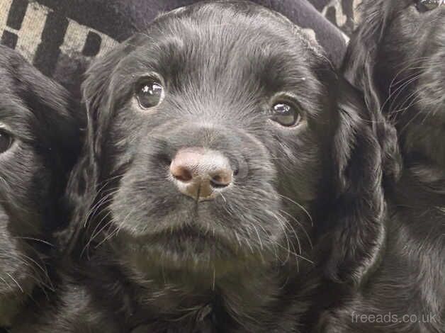 Stunning KC Registered Black Cocker Spaniel Dog Puppy. for sale in Newton Abbot, Devon