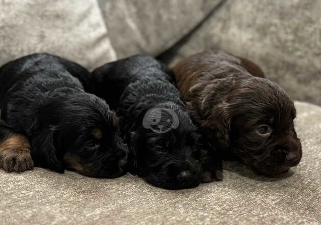 Stunning kc registered cocker spaniels for sale in Swansea/Abertawe, Swansea