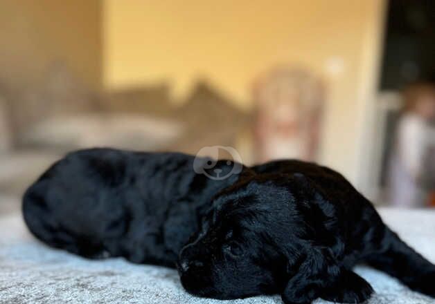 Cocker Spaniels for sale in Swansea/Abertawe, Swansea