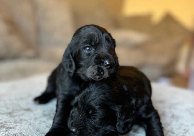 Cocker Spaniel Puppies for sale in Swansea