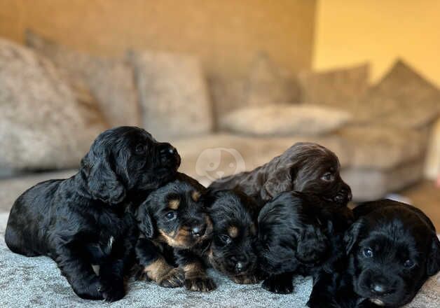 Cocker Spaniel Puppies for sale