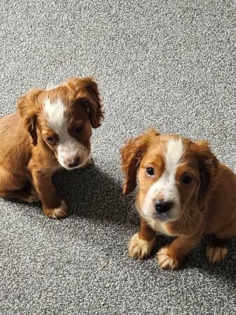 Stunning kc registered cockers for sale in Kidderminster, Worcestershire - Image 1