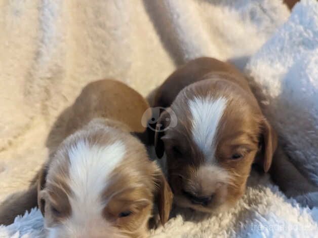 Stunning KC Working Cocker Spaniel Pups for sale in Honiton, Devon - Image 1