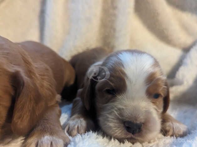 Stunning KC Working Cocker Spaniel Pups for sale in Honiton, Devon - Image 2