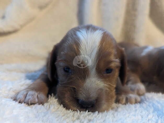 Stunning KC Working Cocker Spaniel Pups for sale in Honiton, Devon - Image 3