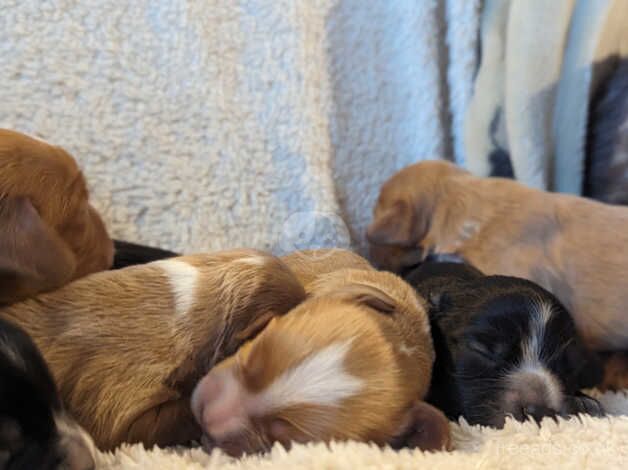 Stunning KC Working Cocker Spaniel Pups for sale in Honiton, Devon - Image 4