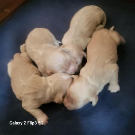 Stunning litter of cocker spaniels for sale in Bishop Auckland, County Durham - Image 1