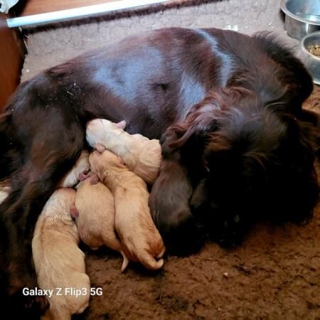 Stunning litter of cocker spaniels for sale in Bishop Auckland, County Durham - Image 2