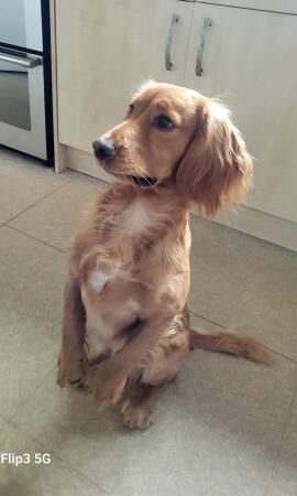 Stunning litter of cocker spaniels for sale in Bishop Auckland, County Durham - Image 3