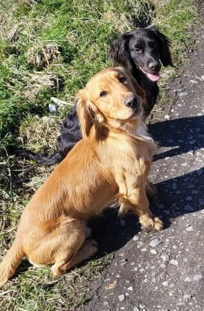 Stunning litter of cocker spaniels for sale in Bishop Auckland, County Durham - Image 5