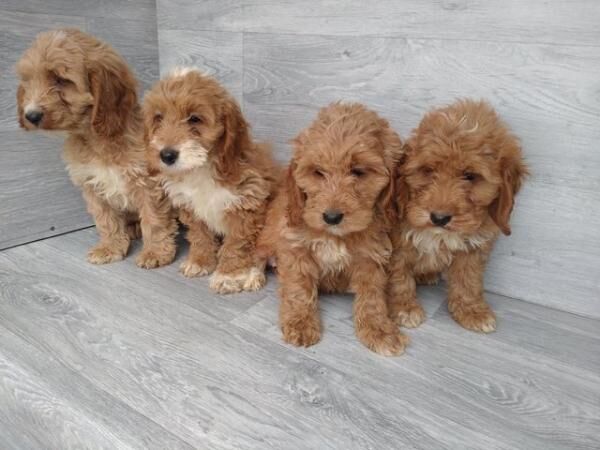 Stunning litter of F1 cockapoos boys and girls for sale in Swansea