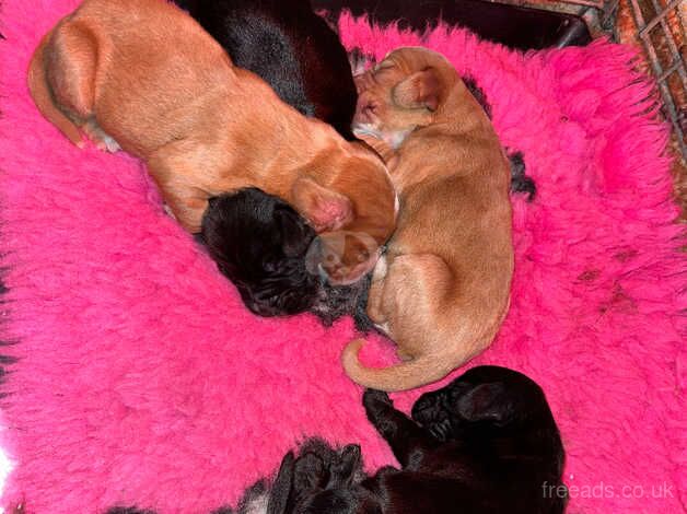 Stunning Puppies for sale in Faversham, Kent