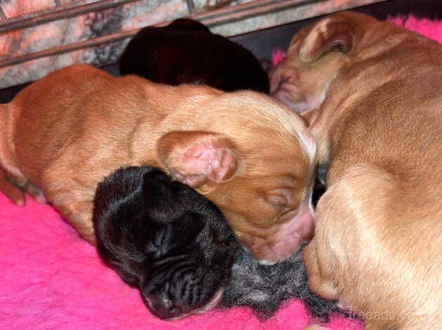 Stunning Puppies for sale in Faversham, Kent - Image 3