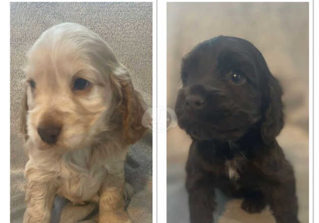 Stunning pure show cocker spaniels last girl ready in 2 weeks for sale in Middlesbrough, North Yorkshire