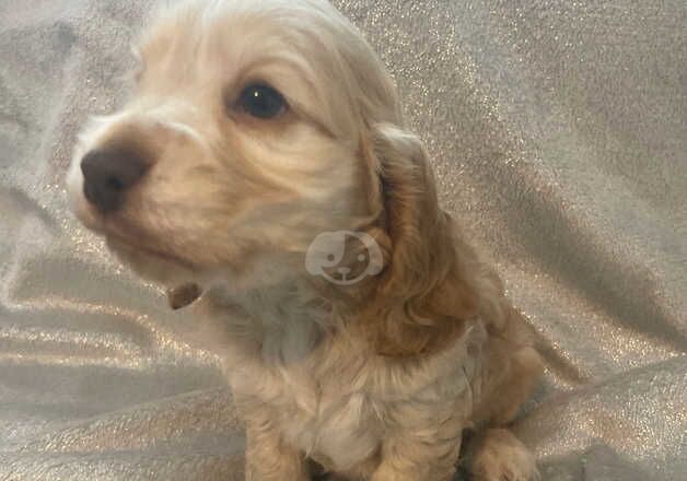 Cocker Spaniels for sale in Middlesbrough, North Yorkshire