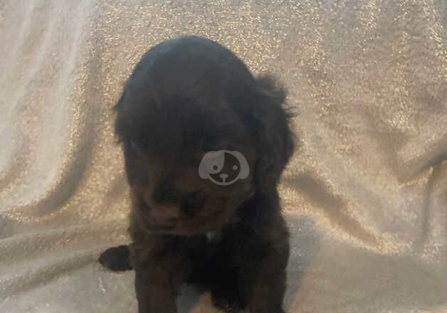 Cocker Spaniel Puppies for sale