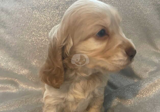 Stunning pure show cocker spaniels last girl ready in 2 weeks for sale in Middlesbrough, North Yorkshire - Image 5