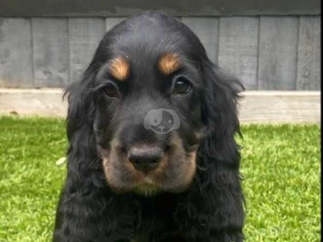 Stunning quality show cocker spaniel puppy for sale in West Malling, Kent