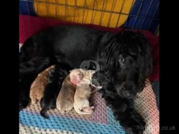 Stunning quality show cocker spaniel puppy for sale in West Malling, Kent - Image 2