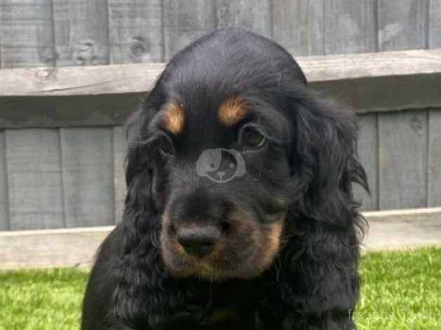 Stunning quality show cocker spaniel puppy for sale in West Malling, Kent - Image 3