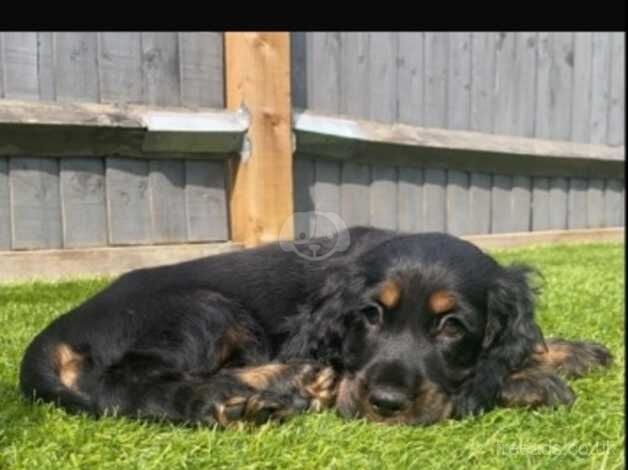 Stunning quality show cocker spaniel puppy for sale in West Malling, Kent - Image 4