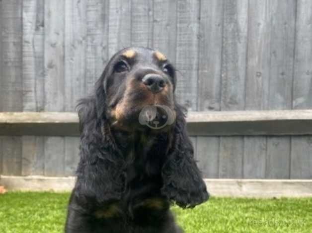 Stunning quality show cocker spaniel puppy for sale in West Malling, Kent - Image 5