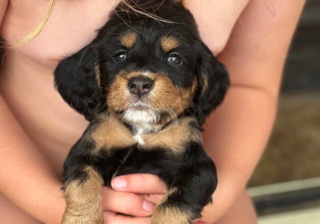 STUNNING RAINBOW LITTER SPANIELS for sale in Doncaster, South Yorkshire - Image 2