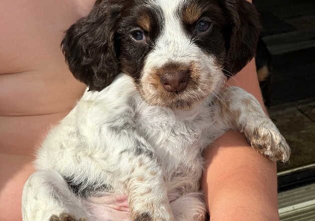 STUNNING RAINBOW LITTER SPANIELS for sale in Doncaster, South Yorkshire - Image 3