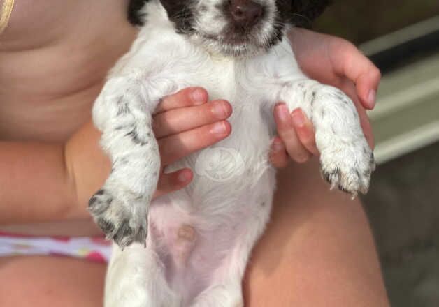 Cocker Spaniel Puppies for sale