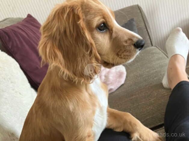 Stunning red cocker spaniel kc registered for sale in Rushden, Northamptonshire - Image 1