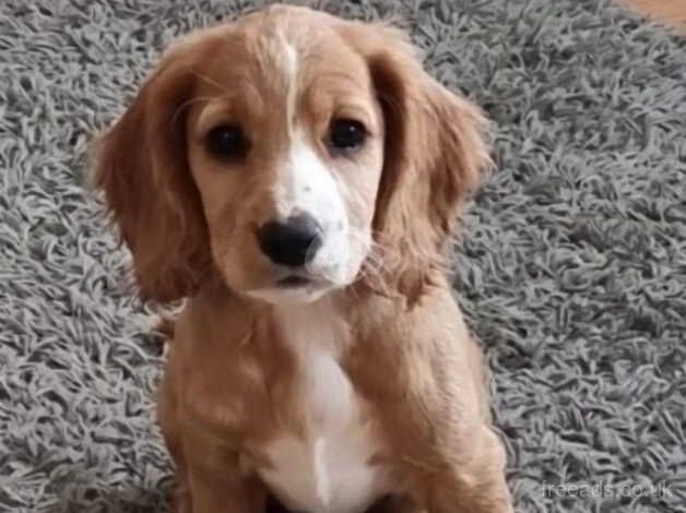 Cocker Spaniels for sale in Rushden, Northamptonshire