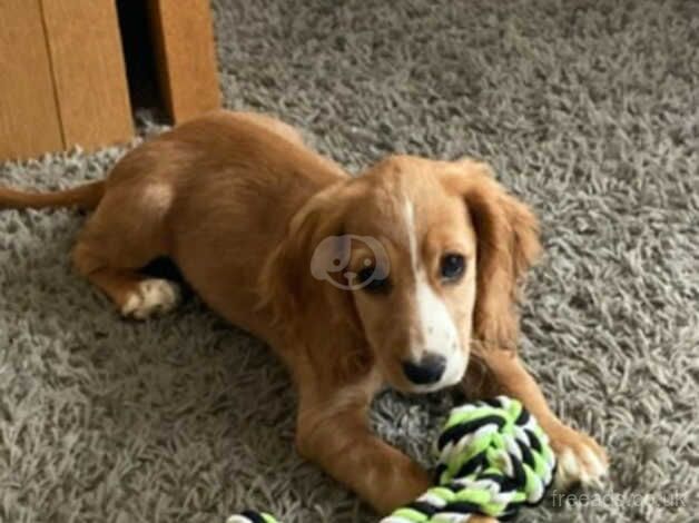 Cocker Spaniel Puppies for sale in Northamptonshire