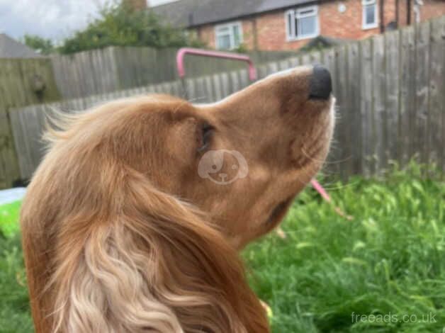 Cocker Spaniel Puppies for sale