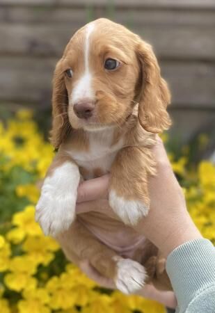 Stunning Red Girl Working Cocker Spaniel for sale in Scarborough, North Yorkshire - Image 1