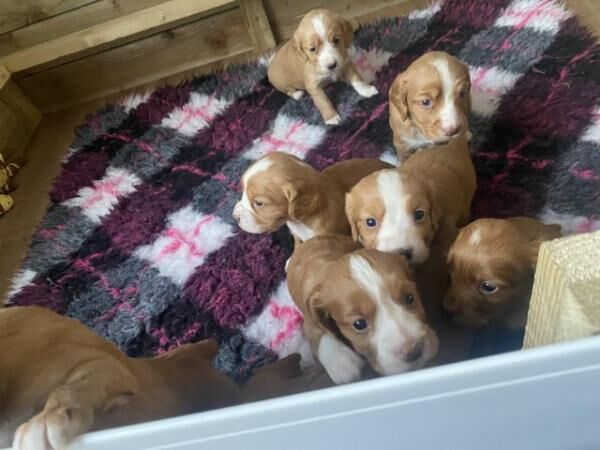 Stunning Red Girl Working Cocker Spaniel for sale in Scarborough, North Yorkshire - Image 3