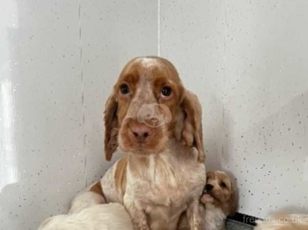 Stunning show cocker puppys for sale in Halesowen, West Midlands - Image 2