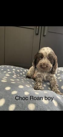 Stunning Show cocker Spaniel for sale in Southminster, Essex