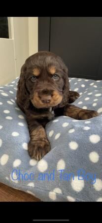 Stunning Show cocker Spaniel for sale in Southminster, Essex - Image 2