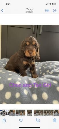 Stunning Show cocker Spaniel for sale in Southminster, Essex - Image 3
