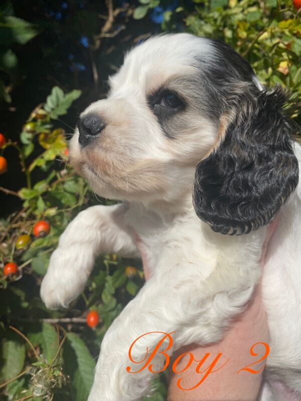 Stunning Show cocker spaniel boys for sale in Carlisle, Cumbria