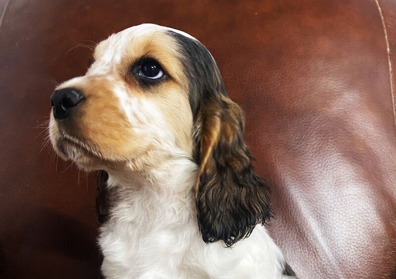 Stunning Show cocker spaniel boys for sale in Carlisle, Cumbria