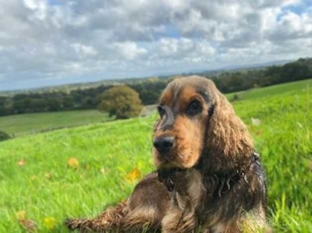 Stunning show cocker spaniel for sale in Worthing, West Sussex - Image 1