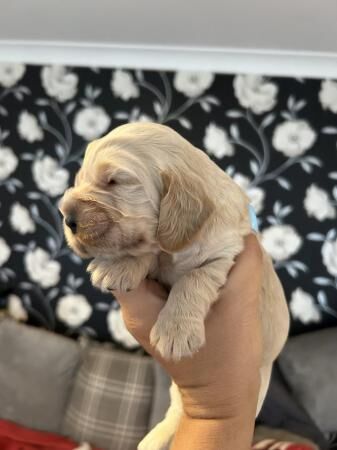 Stunning SHOW cocker spaniel puppies ready AUGUST *** for sale in Maidstone, Kent