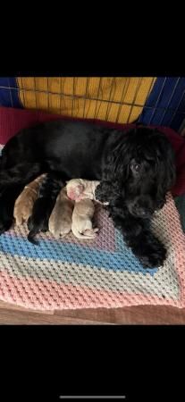 Stunning SHOW cocker spaniel puppies ready AUGUST *** for sale in Maidstone, Kent - Image 2