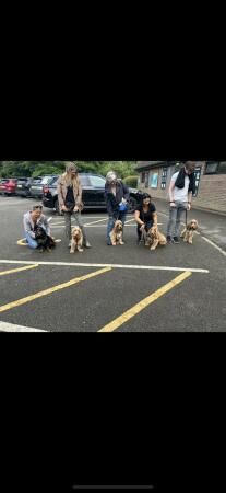 Stunning SHOW cocker spaniel puppies ready AUGUST *** for sale in Maidstone, Kent - Image 3