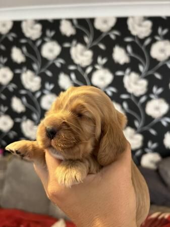 Stunning SHOW cocker spaniel puppies ready AUGUST *** for sale in Maidstone, Kent - Image 4