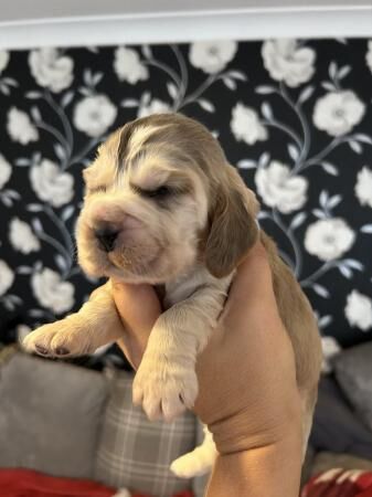 Stunning SHOW cocker spaniel puppies ready AUGUST *** for sale in Maidstone, Kent - Image 5